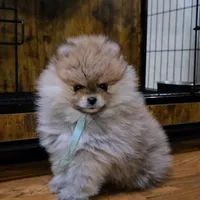 Lili, a female Pomeranian for sale in Orlando, FL – Photo 1 of 4