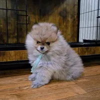 Lili, a female Pomeranian for sale in Orlando, FL – Photo 3 of 4