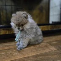 Lili, a female Pomeranian for sale in Orlando, FL – Photo 4 of 4