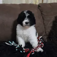Camilo, a male Poodle - Standard  for sale in Orlando, FL – 2 of 2