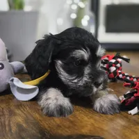 Sofy, a female Miniature Schnauzer for sale in Orlando, FL – 3 of 3