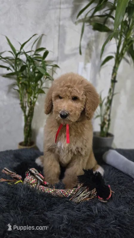 Ginger – Poodle - Standard  puppy for sale in Orlando, FL
