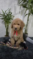 Ginger, a female Poodle - Standard  for sale in Orlando, FL – 1 of 2