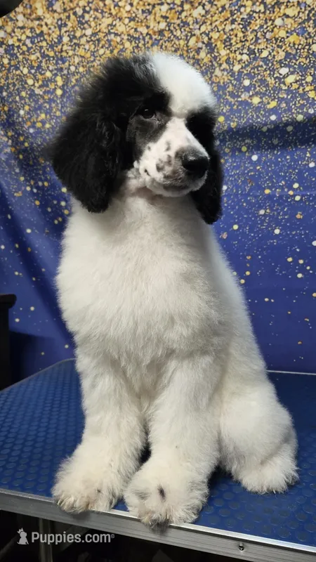 Lilita – Poodle - Standard  puppy for sale in Orlando, FL
