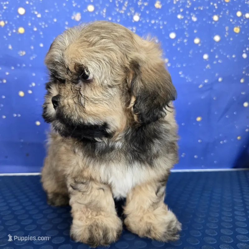 Beto – Shihpoo puppy for sale in Orlando, FL