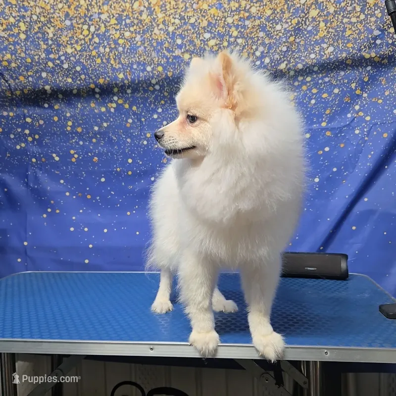 Goldo – German Spitz, Pomeranian puppy for sale in Orlando, FL