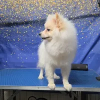 Goldo, a male German Spitz and Pomeranian for sale in Orlando, FL – 1 of 3