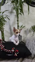 Olivia, a female Chihuahua for sale in Orlando, FL – 3 of 3