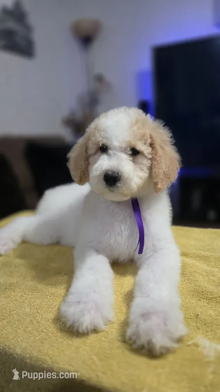 Violeta – Poodle - Standard  puppy for sale in Orlando, FL
