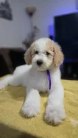 Violeta, a female Poodle - Standard  for sale in Orlando, FL – 1 of 3