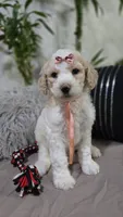Rosita, a male Poodle - Standard  for sale in Orlando, FL – 2 of 2