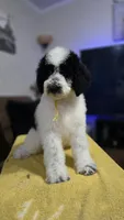 Sol, a female Poodle - Standard  for sale in Orlando, FL – 2 of 3