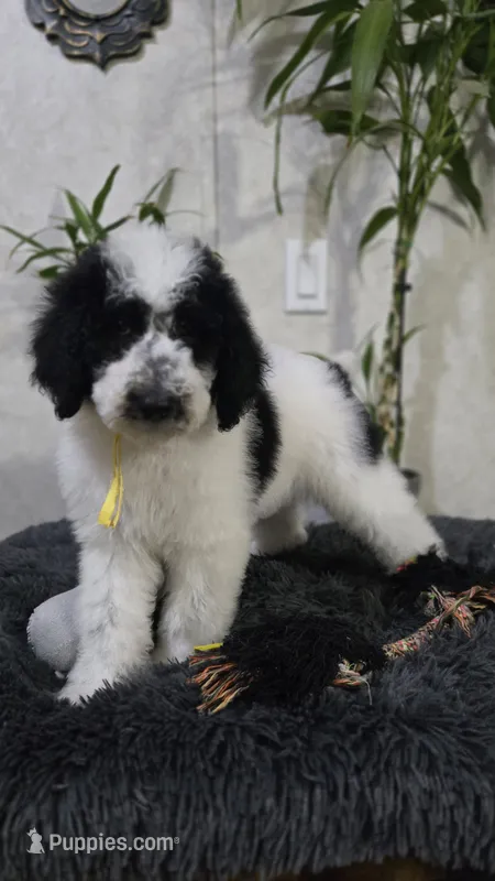 Sol – Poodle - Standard  puppy for sale in Orlando, FL
