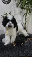 Sol, a female Poodle - Standard  for sale in Orlando, FL – 1 of 3