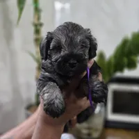 Nala, a female Miniature Schnauzer for sale in Orlando, FL – 2 of 2