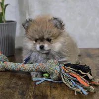 Andru, a male Pomeranian for sale in Orlando, FL – Photo 3 of 3