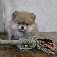 Andru, a male Pomeranian for sale in Orlando, FL – Photo 2 of 3