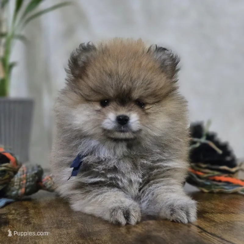 Andru – Pomeranian puppy for sale in Orlando, FL