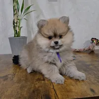 Violet, a female Pomeranian for sale in Orlando, FL – Photo 2 of 3