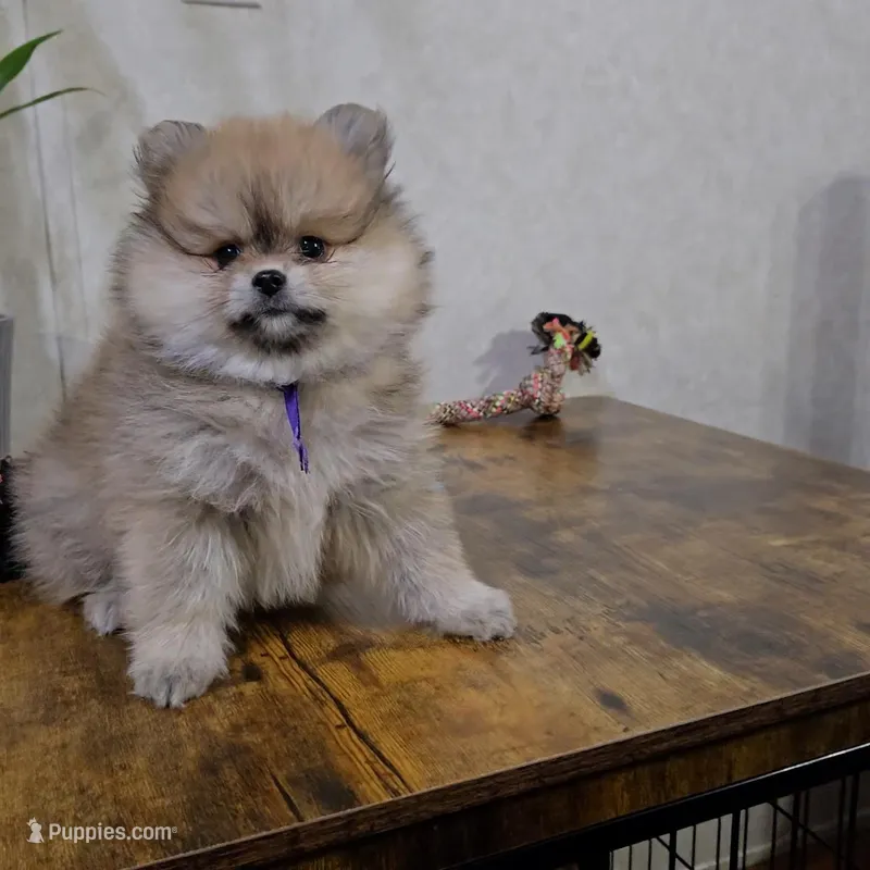 Violet – Pomeranian puppy for sale in Orlando, FL
