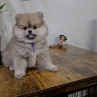 Violet, a female Pomeranian for sale in Orlando, FL – Photo 1 of 3