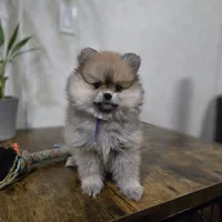 Violet, a female Pomeranian for sale in Orlando, FL – Photo 3 of 3