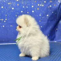Tommy , a male Pomeranian for sale in Orlando, FL – Photo 3 of 3