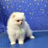 Tommy , a male Pomeranian for sale in Orlando, FL – Photo 2 of 3