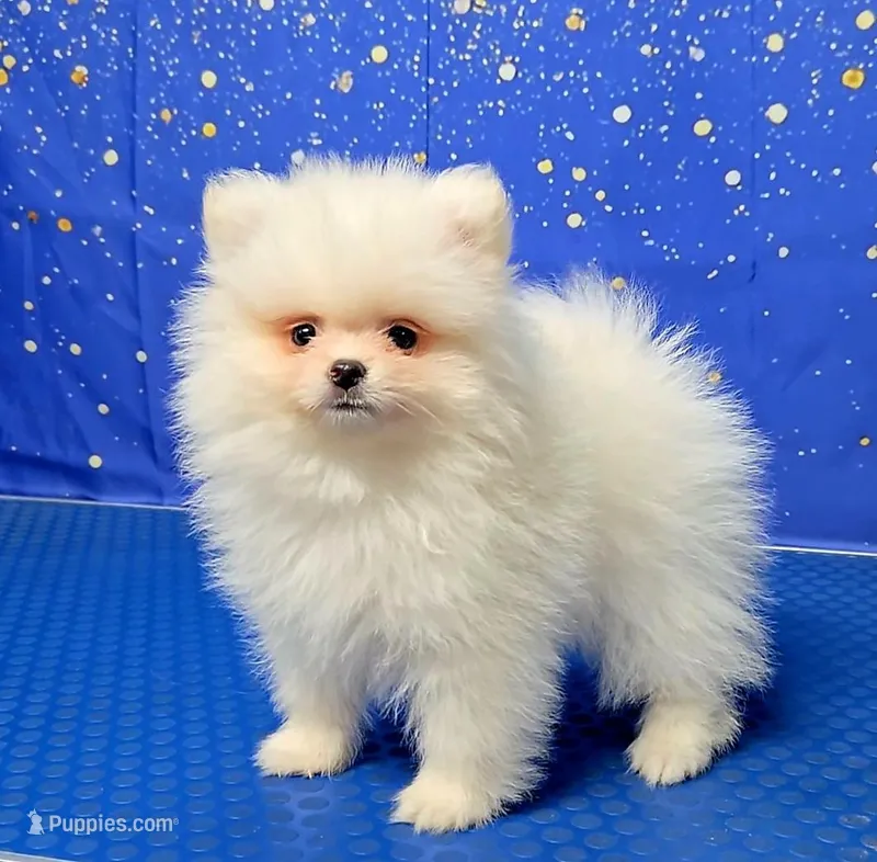 Tommy , a male Pomeranian for sale in Orlando, FL – Photo 1 of 3