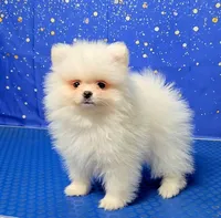 Tommy , a male Pomeranian for sale in Orlando, FL – Photo 1 of 3
