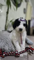 Lilita, a female Poodle - Standard  for sale in Orlando, FL – 2 of 2