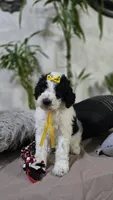 Sol, a female Poodle - Standard  for sale in Orlando, FL – 2 of 2