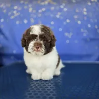 Latte, a male Shihpoo for sale in Orlando, FL – 3 of 3