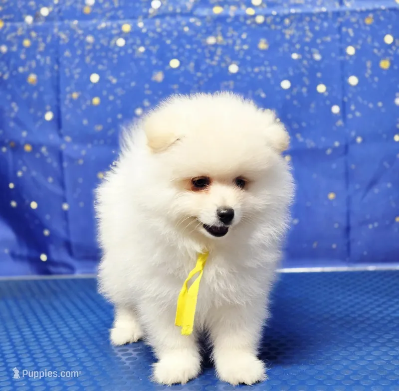 Gordo, a male Pomeranian for sale in Orlando, FL – Photo 1 of 2