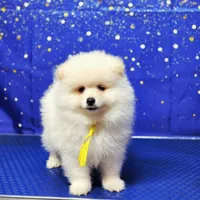 Gordo, a male Pomeranian for sale in Orlando, FL – Photo 2 of 2