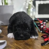 Kira, a female Miniature Schnauzer for sale in Orlando, FL – 2 of 2