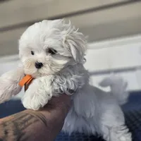 Chino , a male Maltese for sale in Orlando, FL – Photo 2 of 2