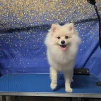 Goldo, a male German Spitz and Pomeranian for sale in Orlando, FL – 2 of 3