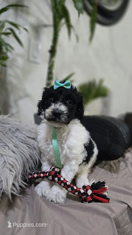 Yina – Poodle - Standard  puppy for sale in Orlando, FL