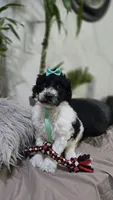 Yina, a female Poodle - Standard  for sale in Orlando, FL – 1 of 3