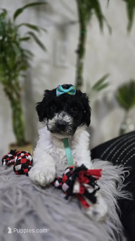 Yina – Poodle - Standard  puppy for sale in Orlando, FL