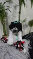 Yina, a female Poodle - Standard  for sale in Orlando, FL – 1 of 2