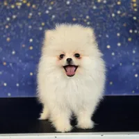 Archie, a male Pomeranian for sale in Orlando, FL – 2 of 2