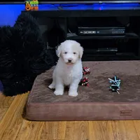 Meellow, a male Poodle - Standard  for sale in Orlando, FL – 2 of 2