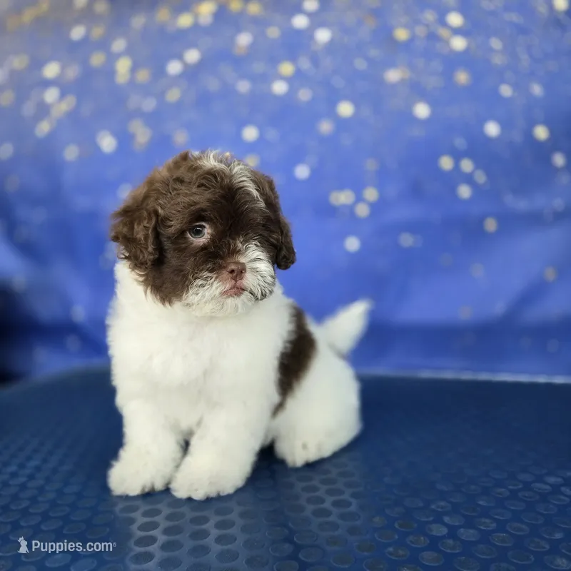 Liz – Shihpoo puppy for sale in Orlando, FL