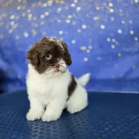 Liz, a female Shihpoo for sale in Orlando, FL – 1 of 3