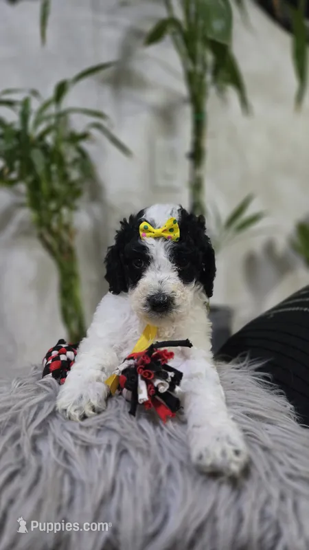 Sol – Poodle - Standard  puppy for sale in Orlando, FL