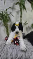 Sol, a female Poodle - Standard  for sale in Orlando, FL – 1 of 2