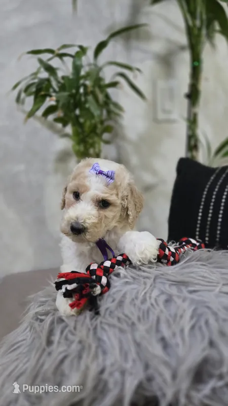 Violeta – Poodle - Standard  puppy for sale in Orlando, FL