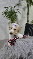 Violeta, a female Poodle - Standard  for sale in Orlando, FL – 1 of 2